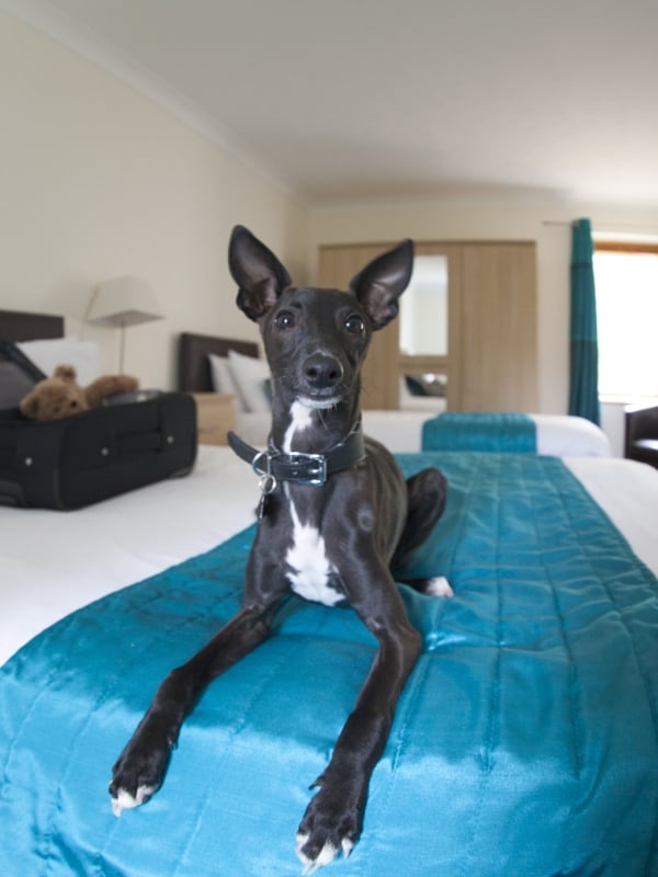 Dog Friendly Places to Stay
