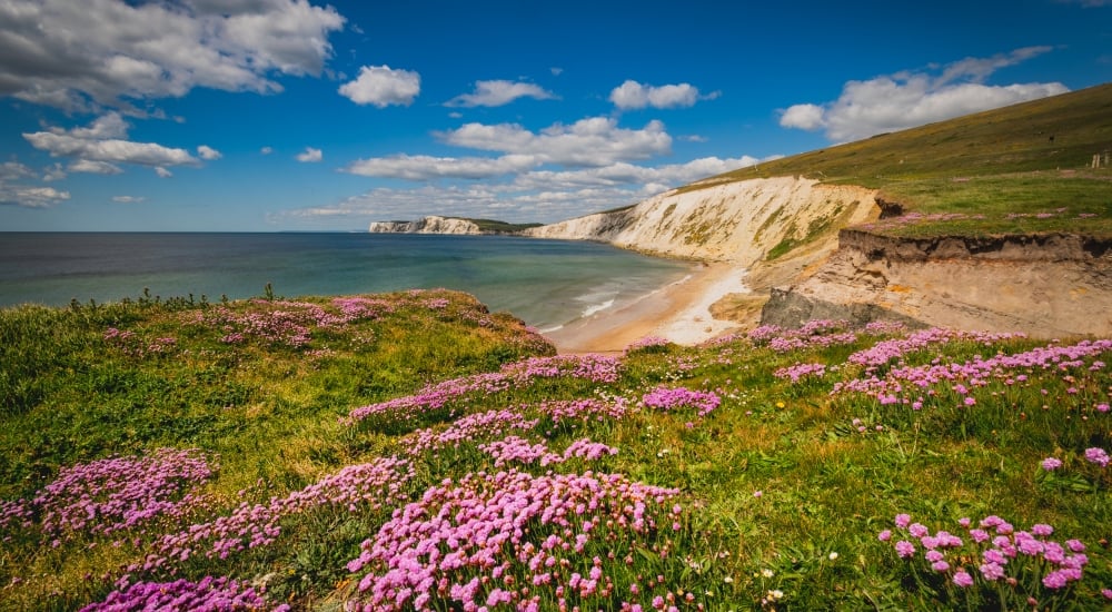 wild flowers looking out to sea with cliffs and beach in the background