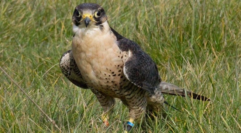 Falconry UK Birds of Prey Centre