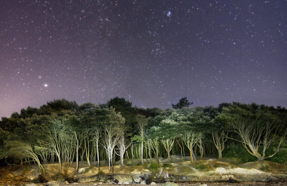 starry sky over woodland at fort victoria