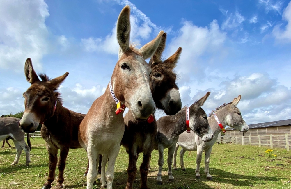 group of donkeys