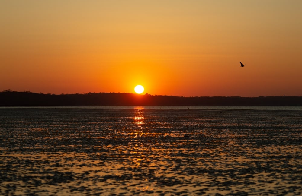 birds and sunset