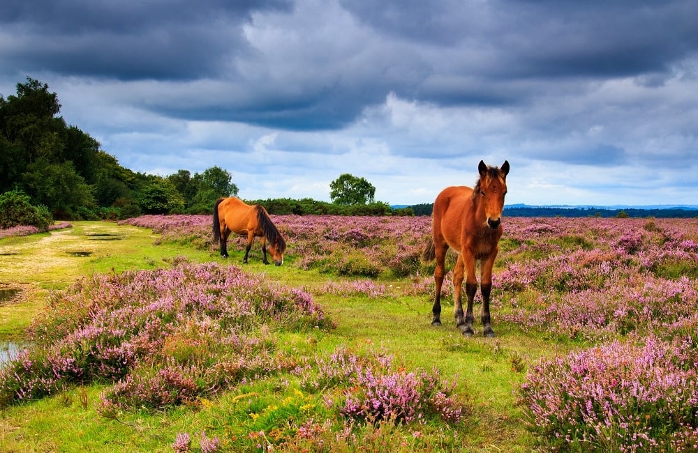 new forest ponies