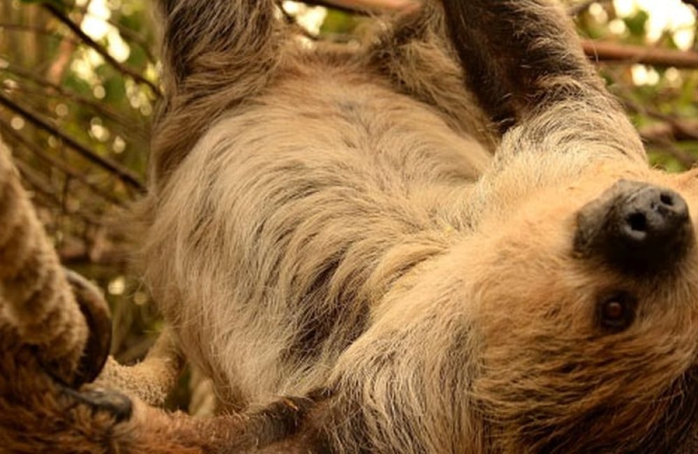 Just hanging - Sloth at Amazon World