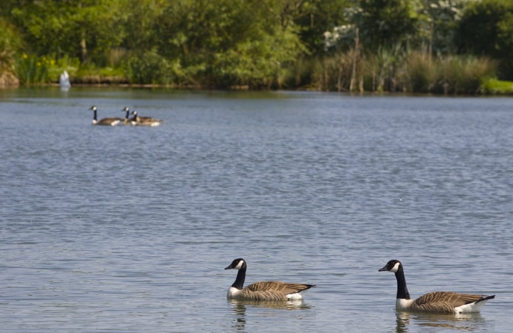 two ducks