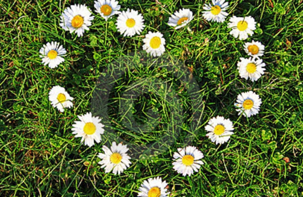 daisy chains