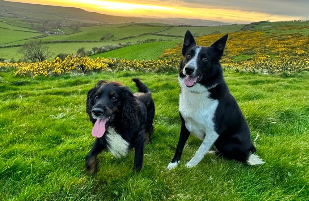 dash-and-bear in a field