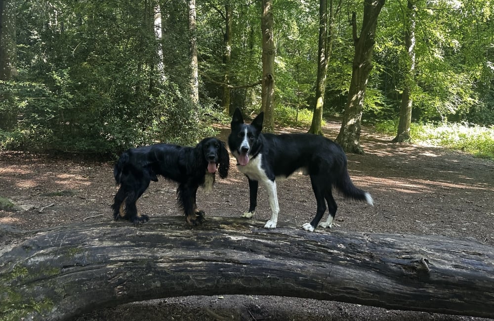 two dogs on a log facing each other in a forest