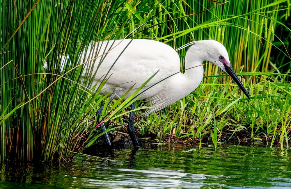 egret