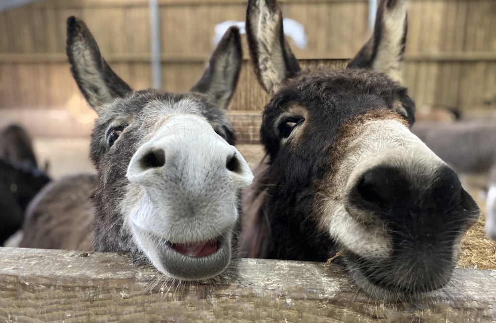 two donkeys