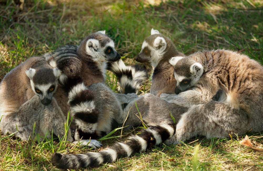 a group of ring tailed lemurs