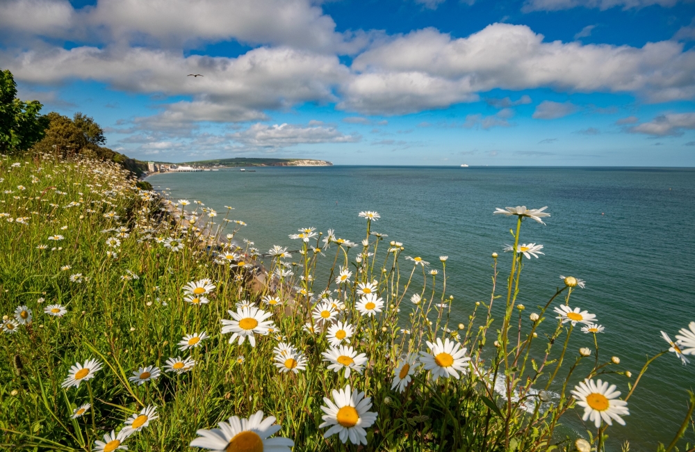 sandown bay daisies