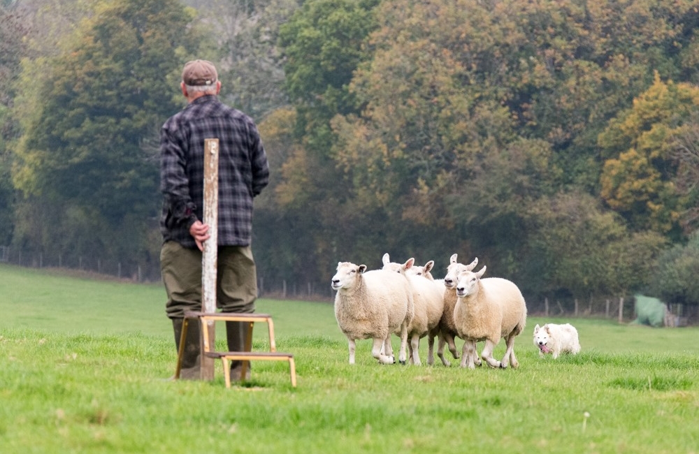 sheepdog