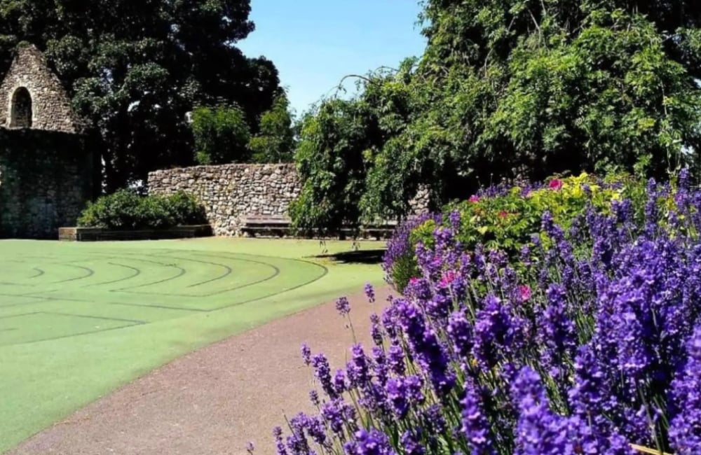 southampton town quay park with lavender in foreground, old town ruins in background