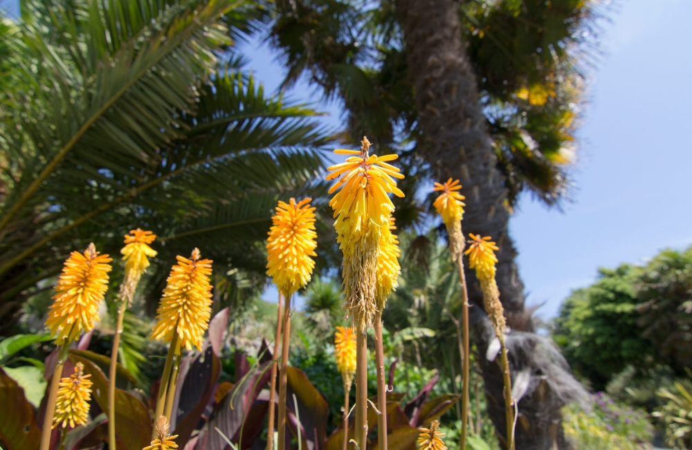 Red Hot Poker plants