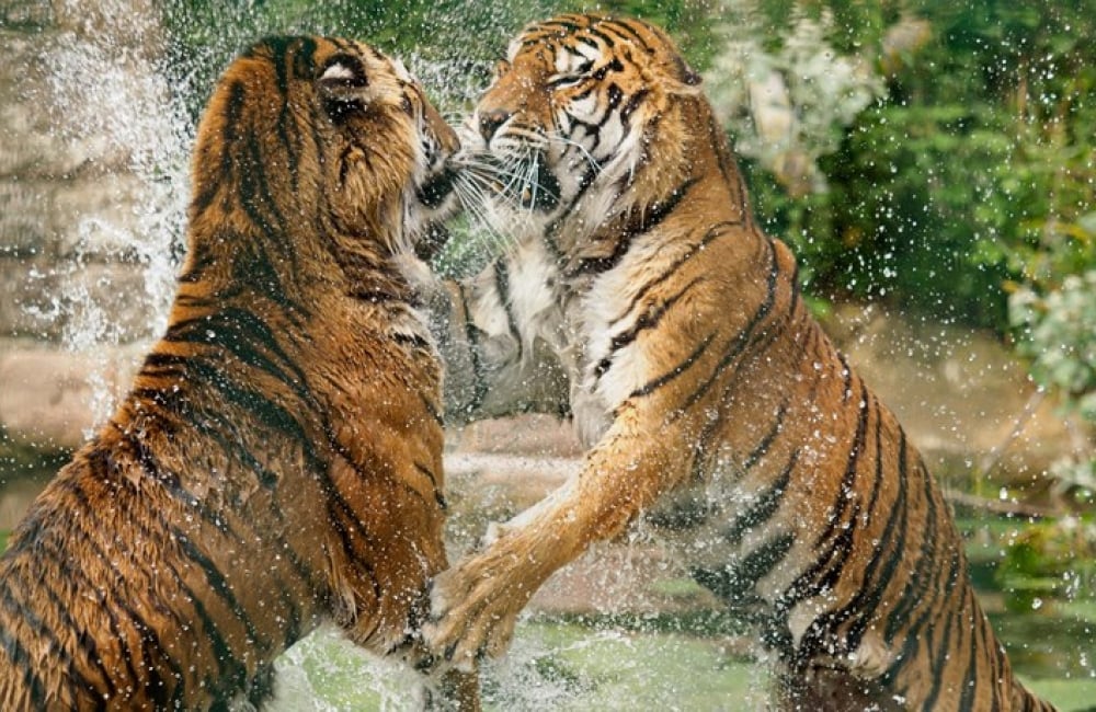 Two tigers playing in the water