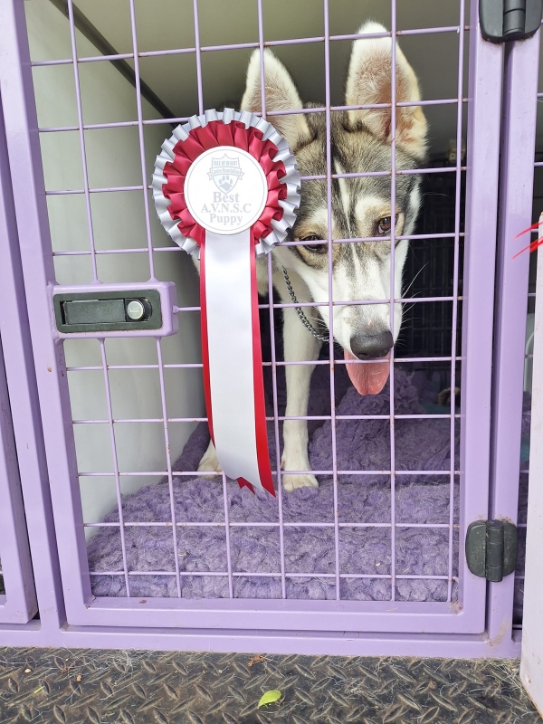 Husky with rosette 