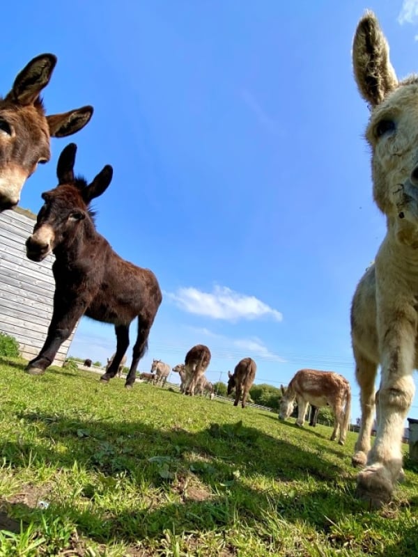 IOW Donkey Sanctuary