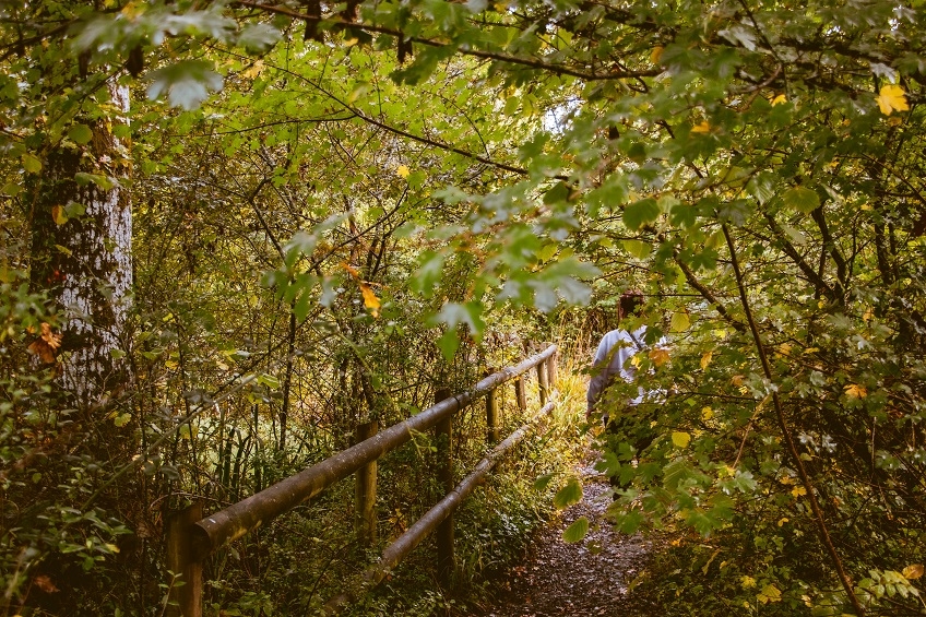 Firestone Copse