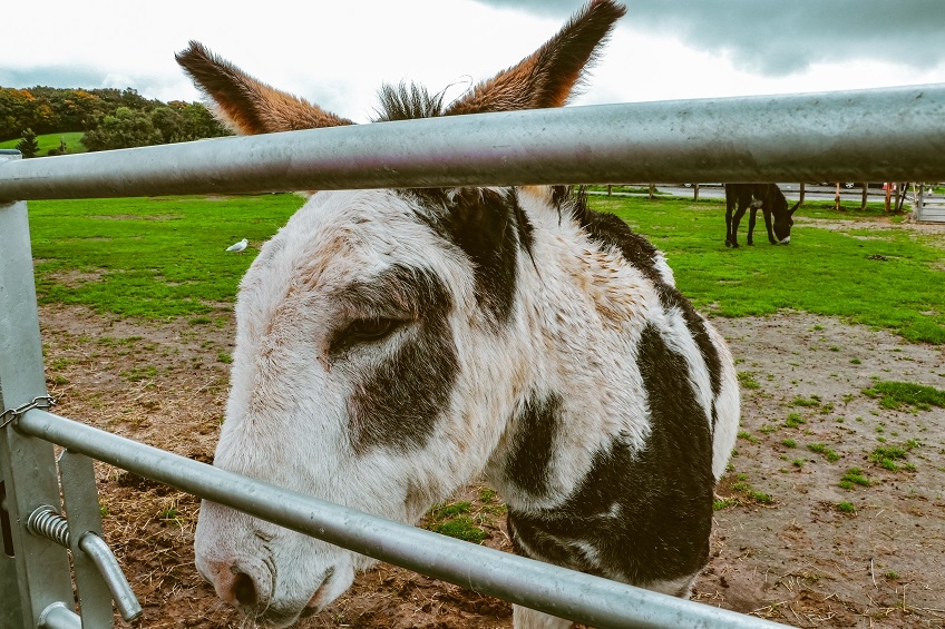 Isle of Wight Donkey Sanctuary