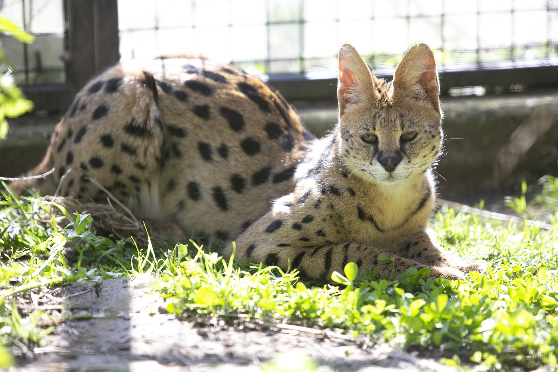 Exotic animals at the zoo