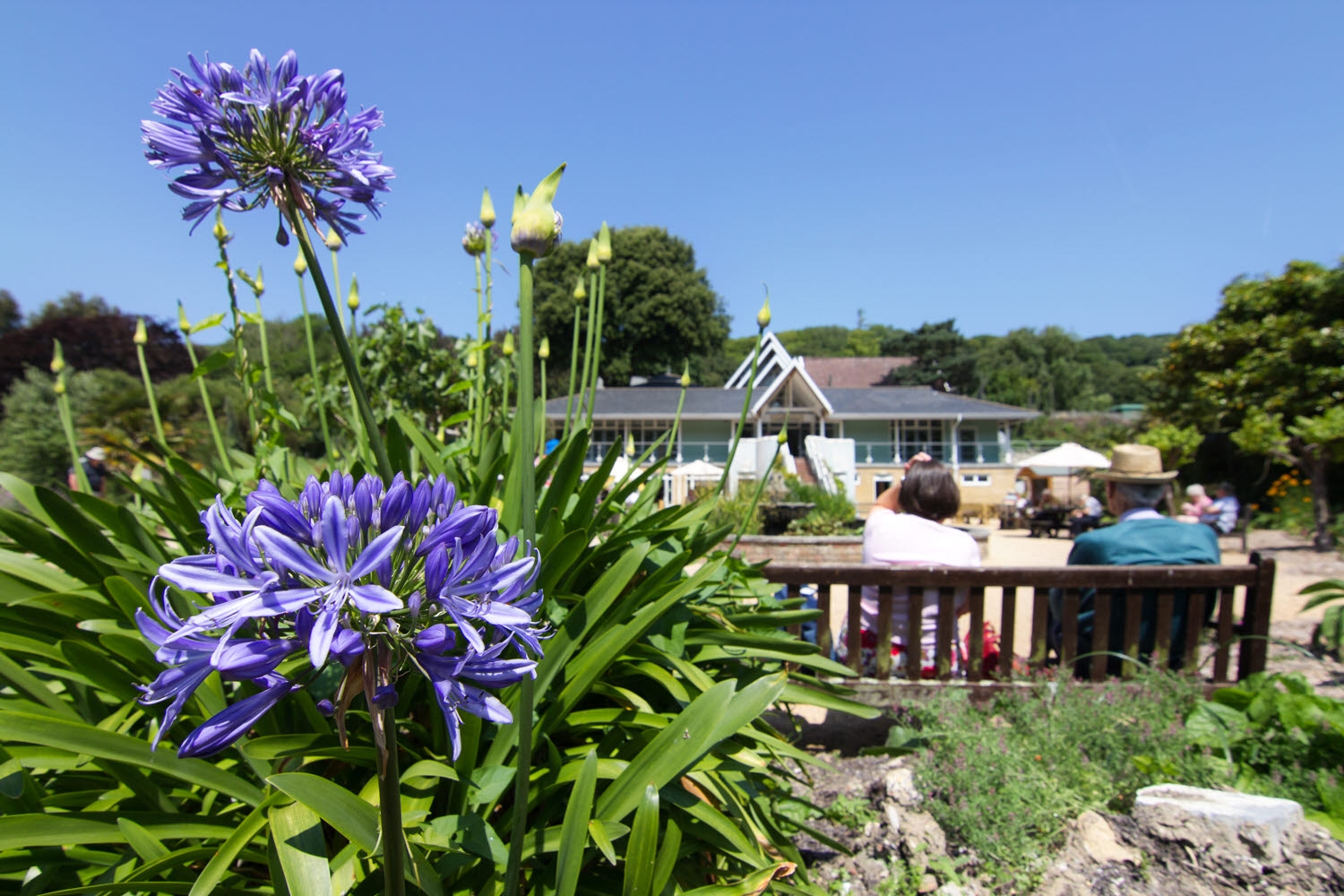 Agapanthus at the garden center