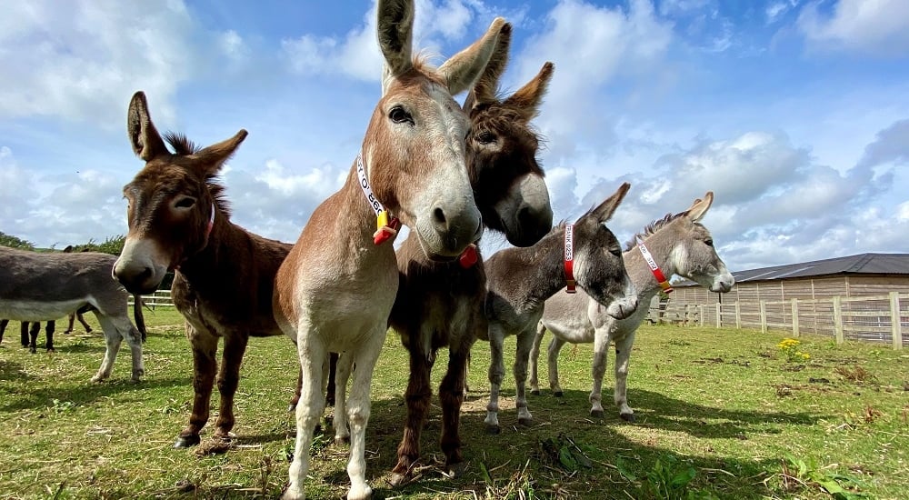 Donkey Sanctuary