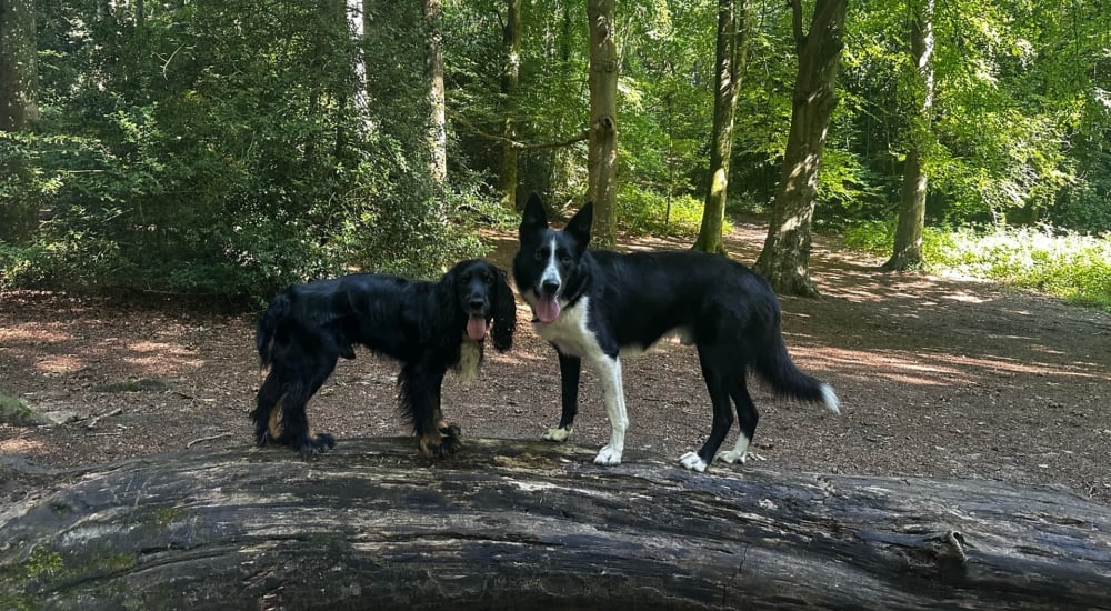 dash-and-bear on a log in the forest