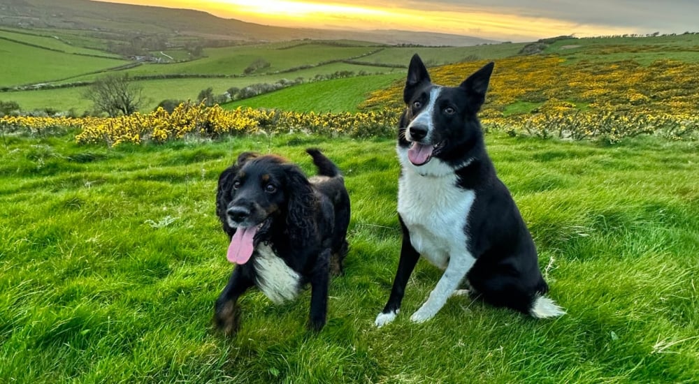 dash-and-bear in a field