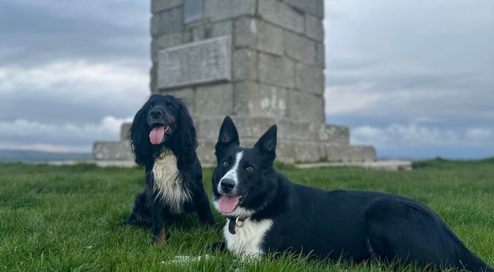 dash-and-bear in front of a monument 