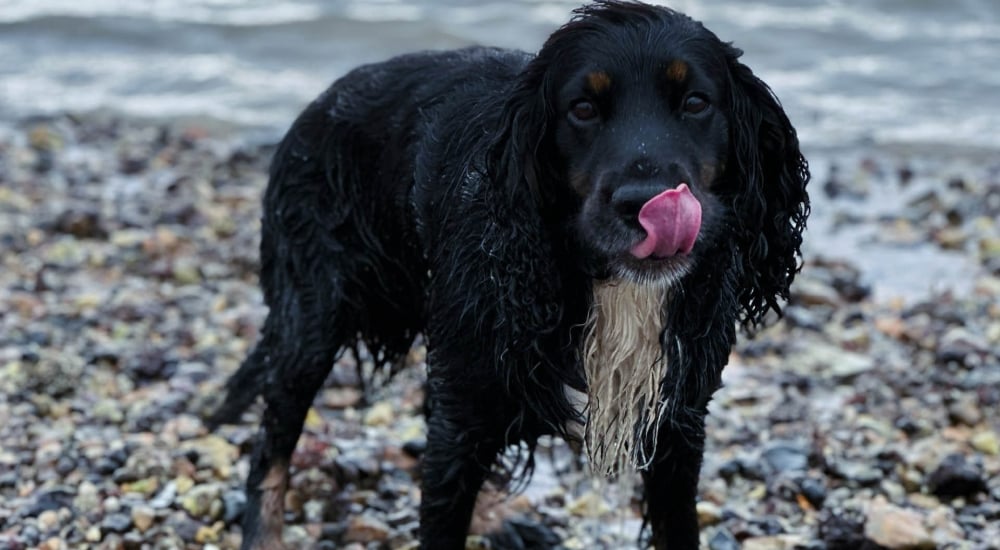 bear on the beach