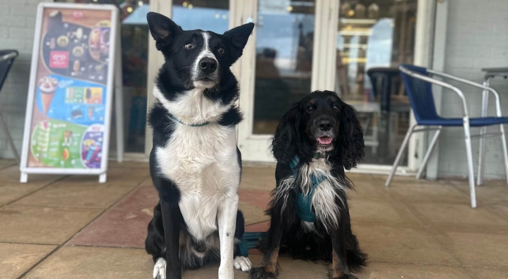 dash-and-bear in front of a cafe