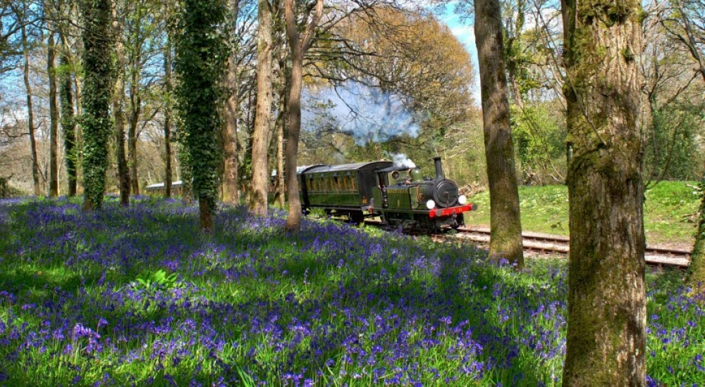 Steam Train moving past a field of bluebells