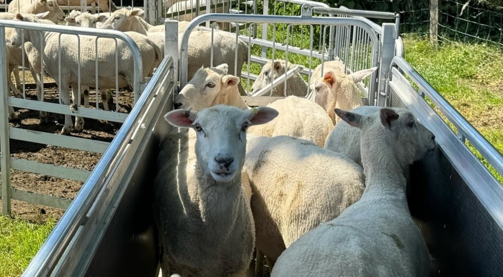 sheep in pens