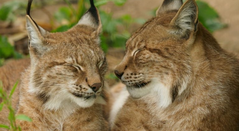 Leaping Lynx Wildheart Animal Sanctuary