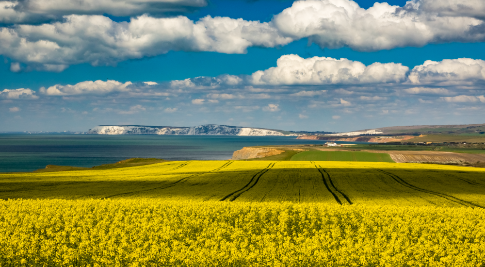 west wight fields in the sunshine