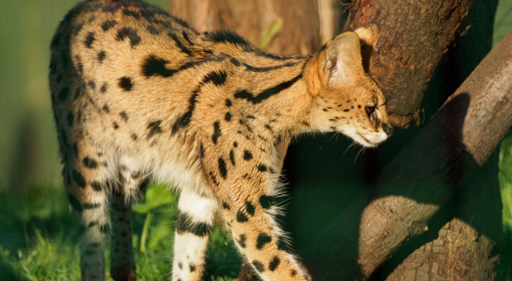 serval