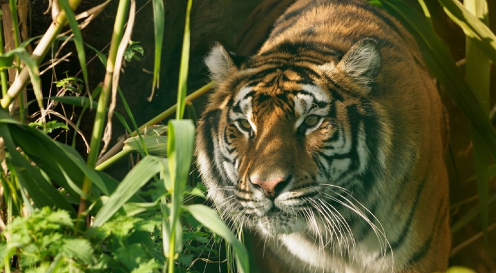 A tiger walking through the brush