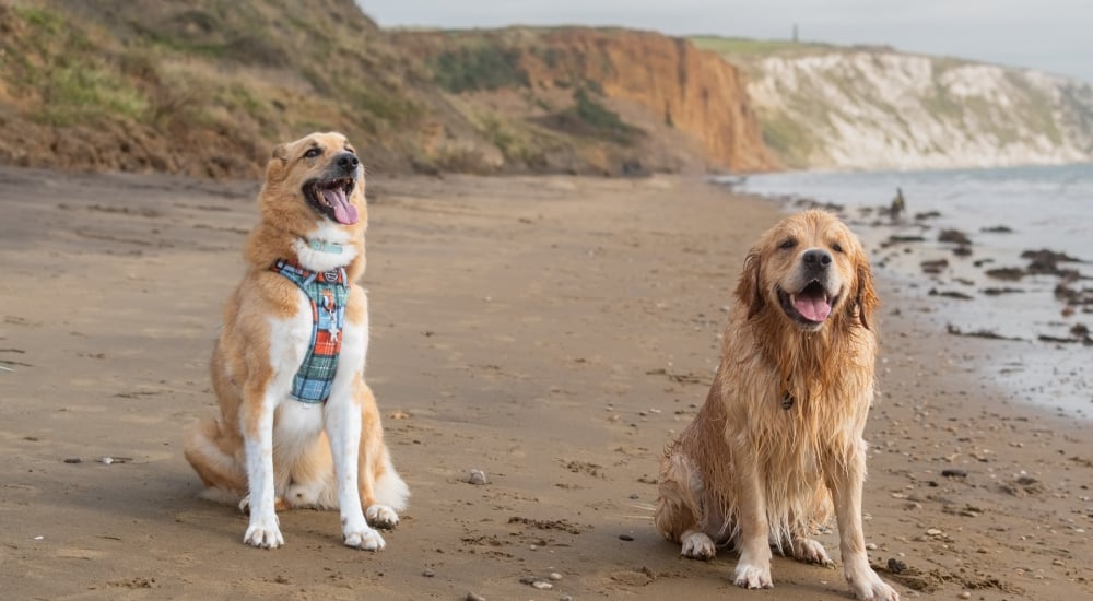 two happy dogs on yaverland beach